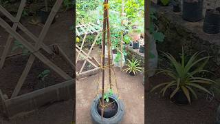 Simple Garden Trellis You Need to Try 🌿 #gardening #gardentrellis #growyour ownfood #gardenideas