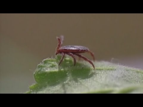 Tick Found In Minnesota Brings Rare Meat Allergy