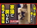 【野良猫 保護】迷子猫?お外を彷徨っていた長毛猫を保護しました