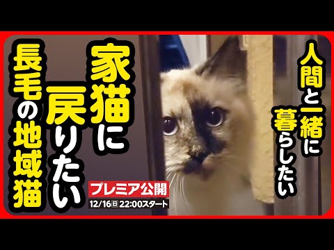にこねこ【保護猫の保育園】 - YouTube