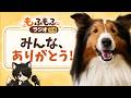 りんたは、みんなで育てた子だと思っています。【もふもふラジオ#9】#犬 #ペット