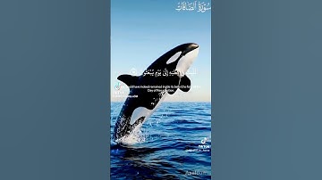 ايات بينات من سورة الصافات بصوت القاريء حامد محمد حامد #المصحف #تلاوة_مميزة #اكسبلور