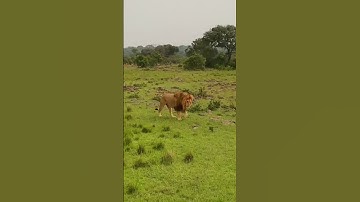 Rexy is done with this meme | T.Rex Meme 02 #shorts#dinosaur #animal #world #viral #tiktok #trending