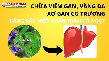 Chữa viêm gan vàng da, xơ gan cổ trướng bằng nhân trần, râu ngô, cỏ ngọt | Bảo Kỳ Nam