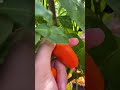 memetik dan memanen cabai paprika oranye yang matang dengan lembut dari tanaman hijau subur