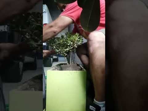 Vídeo: Japanese Pittosporum Care - Como cultivar arbustos de Pittosporum