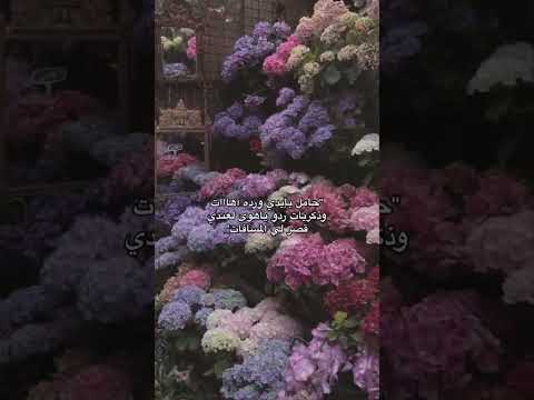 ردو يا هوا لعندي قصرلي المسافات وائل كفوري