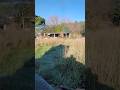 Building our country home from scratch #Shorts #CountryLife #RuralLiving #Homestead #FromScratch
