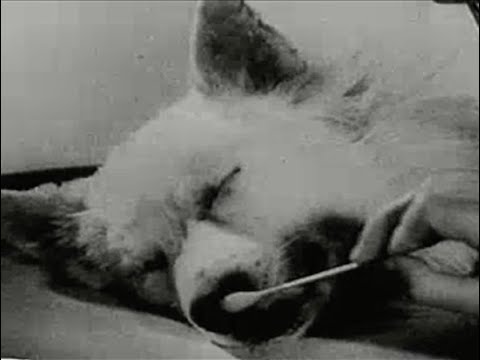 Eyes on the March - Remembering the High Dogs: Our Feathered Friends