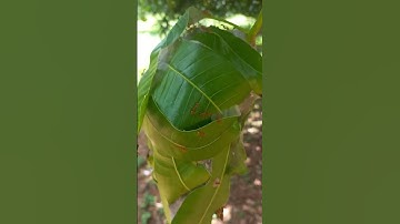 Weaver Ants Perfect Nest #shorts