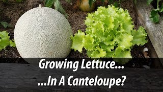 Growing Lettuce In A Canteloupe (2019)