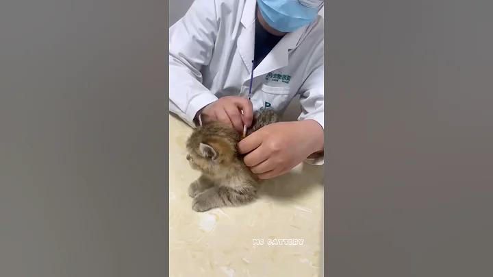 Video 11652371: cats kitten catlover pets, cats pets catlover funny, kitten catlover pets cute