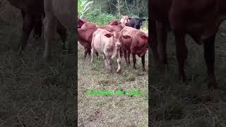 Ganado de ceba en Rionegro Antioquia 🐮 🐄