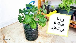 زراعة البطاطا في البيت