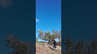 Desbrozando bajo los olivos en el ribazo. Mariano Seral