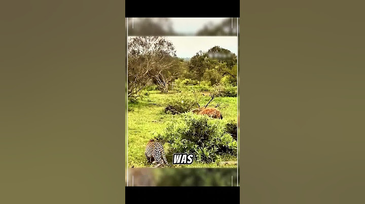 The hyena snatched Mr Leopard's meat#leopard #hyenas #shorttrending