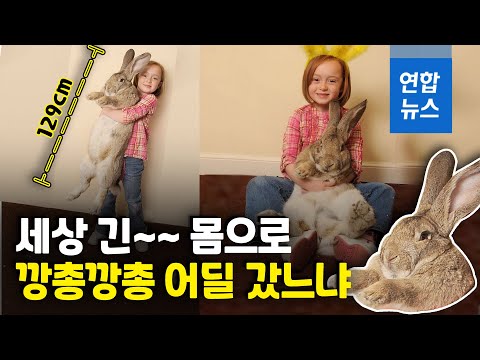 몸길이 129㎝ '기네스북 거대 토끼' 도둑 맞았다 / 연합뉴스