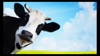 Chemini Que Signifie Être Ruminant Avoir Des Sabots Fendus ?