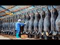 How Millions of Black Pigs Are Bred and Processed for Meat at a Factory - Black Pig Farm