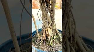 Bot Gach Er Bonsai 25Years Old