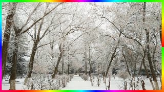 Утро нового года  Прогулка в январе❄️🎄