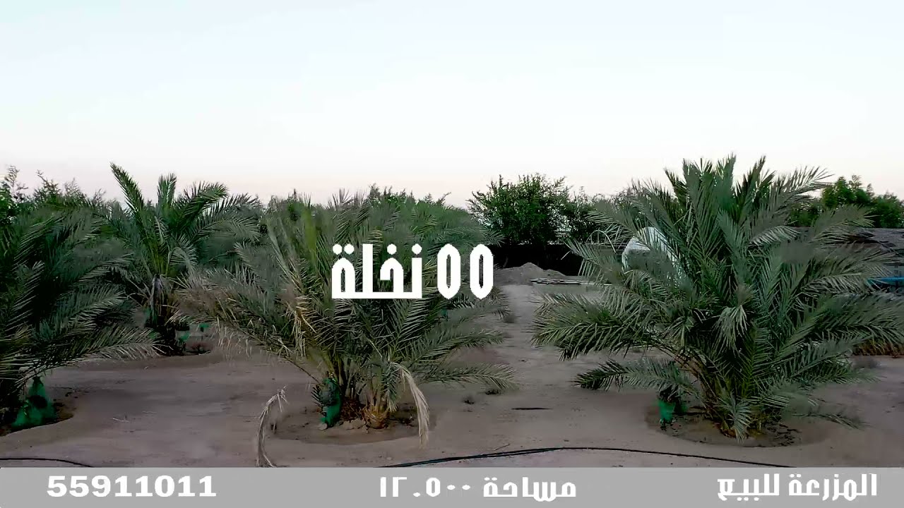 مزرعة للبيع في الكويت العبدلي