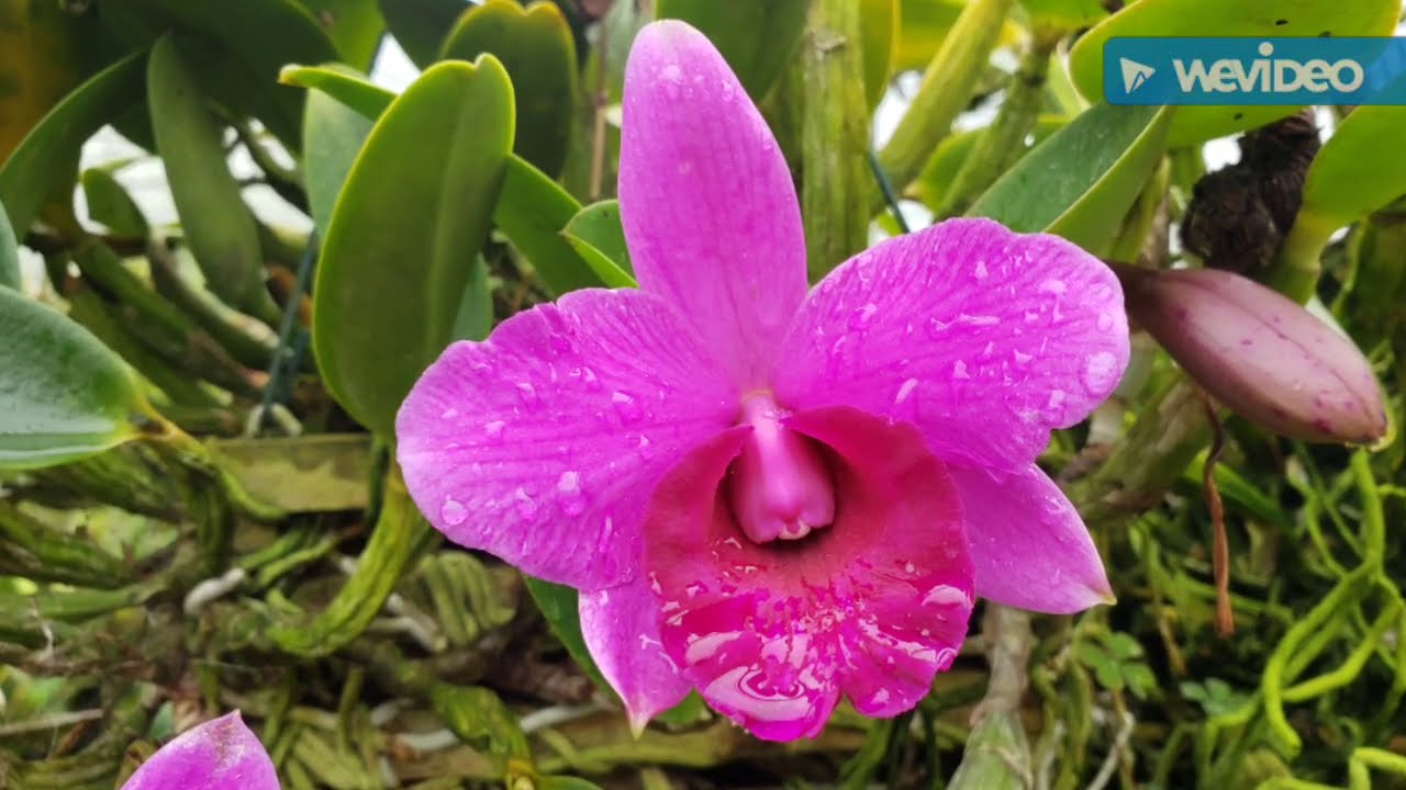 Dicas de Cultivo de Orquídeas 480