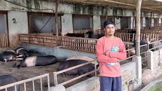 Biggest Piggery farm In Dimapur #farming #Dimapur #Nagaland