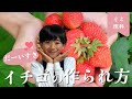 いちごの花のどの部分が実になるの？授粉の秘密を観察！