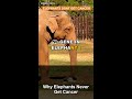 Why Elephants Never Get Cancer