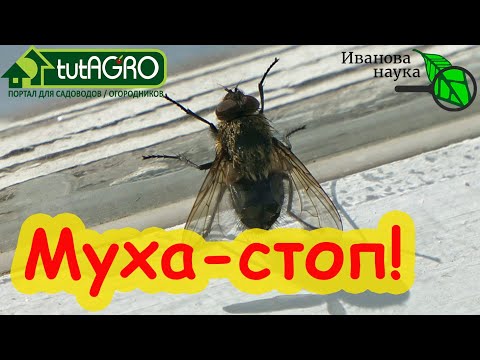 МУХИ НЕ ПОЛЕЗУТ В ДОМ! Как не пустить осенних мух в дом и сарай. Способ с длительным действием.