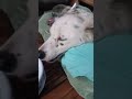 Please stay for 1 minute to support my journey caring for a dog fighting distemper #sickdog #fyp