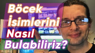 Böcek İsimlerin Nasıl Bulabiliriz ? Bu Böceklerin İsimleri Nedir?