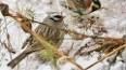 The Hidden Wonders of Bird Migration ile ilgili video