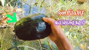 #422 thăm Lờ cá sơn trại toàn hàng khủng cá lóc hogo rùa 🐢trà bá 
