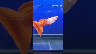 Solid Albino Solid Juvenile - Part 1 - Class 18 Penang Guppy Competition 2024