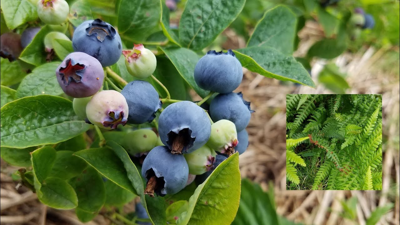 How to keep soil PH down for blueberry plants using ferns allotment