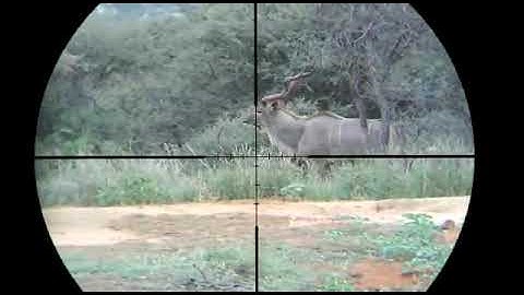 #triggercam 2.1  Kudu bull