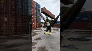 When nature meets heavy machinery 🦅🚜💥  #UnexpectedMoment #WildlifeInAction  #Eagle #Container
