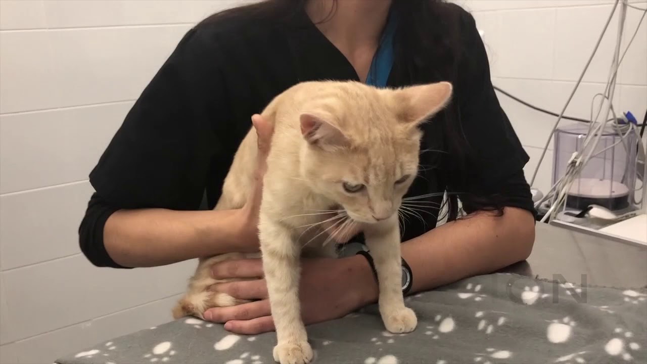 CAP 303. ENFERMEDADES RESPIRATORIAS de los perros y los gatos. Veterinario especialista EN MADRID