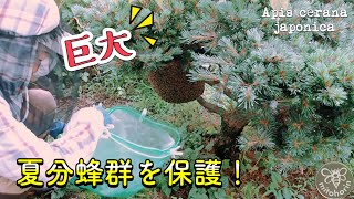 [vlog]巨大❗️夏分蜂群【日本ミツバチ】をハチにやさしく捕獲せよ