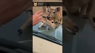 Deer Jumps on Vehicle to Save Fawn... Woman Grabs It From Hyenas! 😱🦌