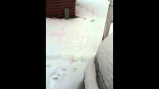 Nieve en morganton. 11-01-011