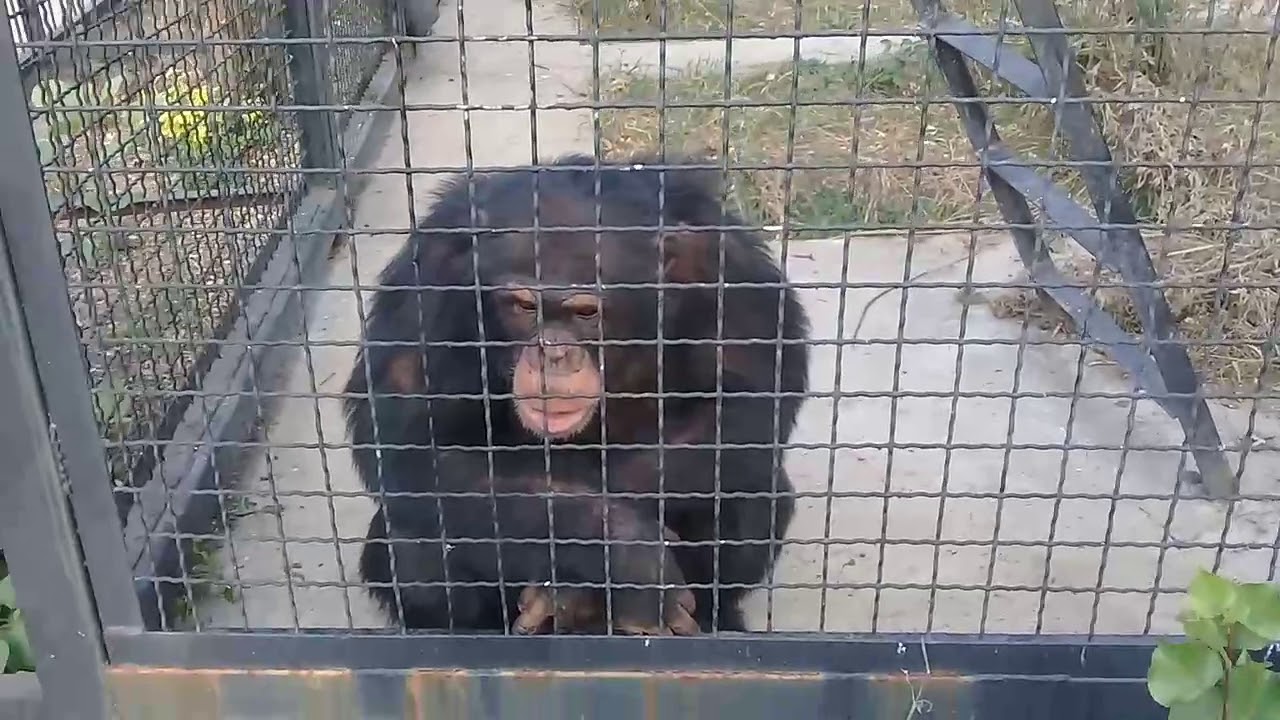 Наши самые -самые близкие родственники