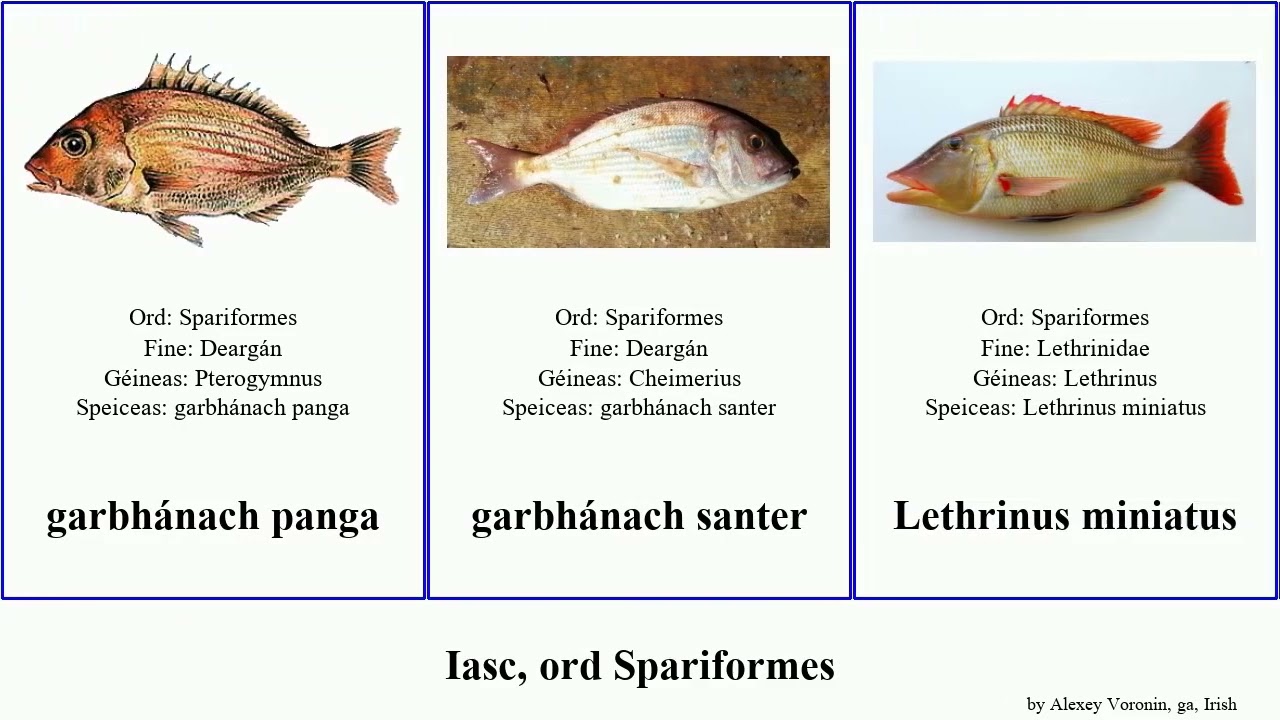 Iasc, ord Spariformes garbhánach calamus déadach fish natal penna auratus latus panga santer dearg