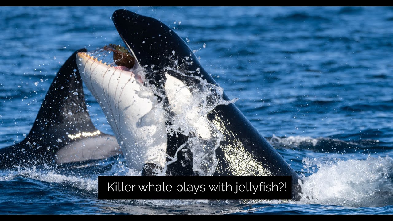 Killer Whale VS Jellyfish! YouTube