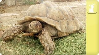 My Pet Tortoise - Health