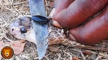 Warum rollen sich Schlangen ein?