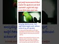 ಅಯ್ಯಯ್ಯೋ ಪೊಲೀಸ್ರು ಬಂದ್ರು..' ಡ್ರಗ್ಸ್ ಅಡ್ಡೆಗೆ ಗಿಳಿಯೇ ಸೆಕ್ಯುರಿಟಿ ಗಾರ್ಡ್ #kannada #news #kannadanews