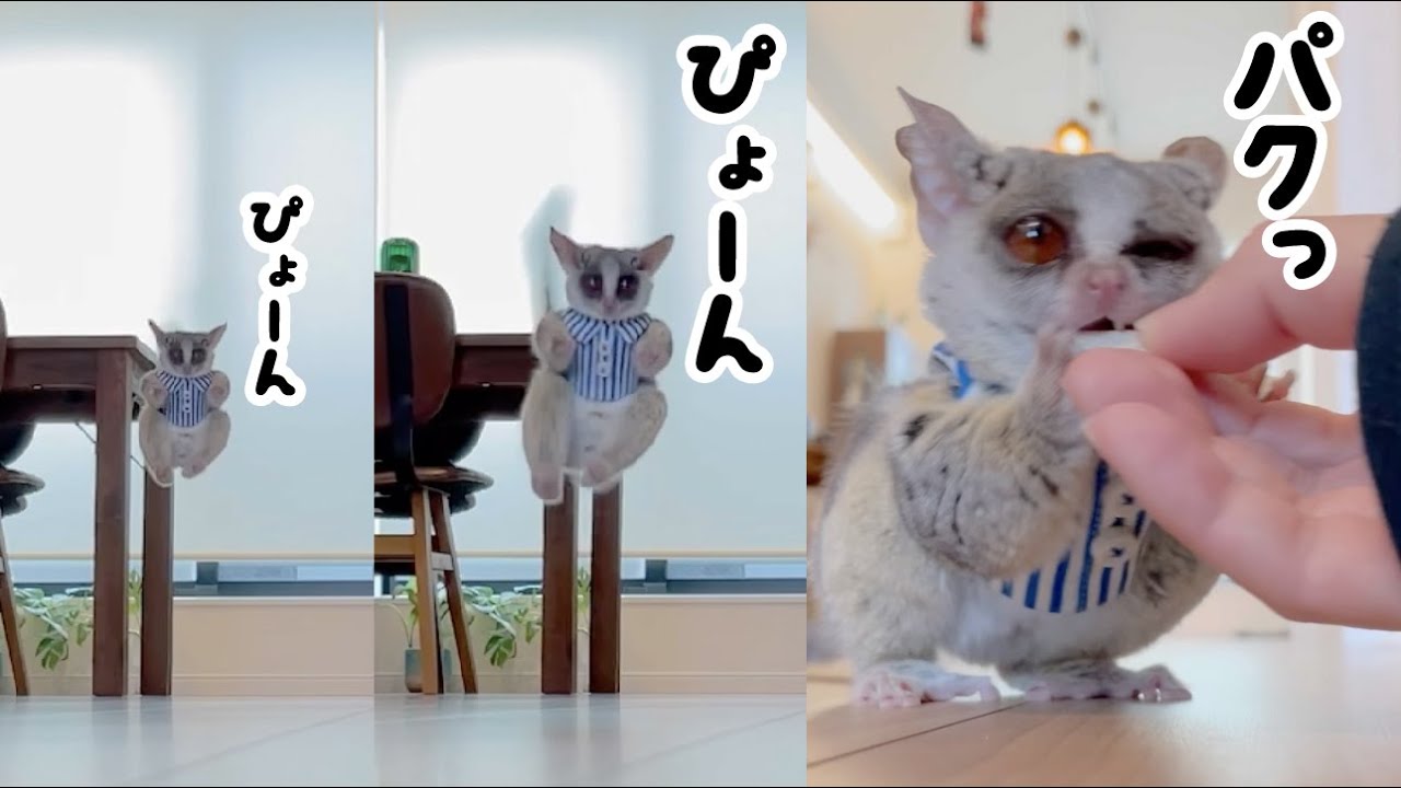 おやつ目掛けて飛んでくる小さなお猿 Hopping Tiny Monkey Pizzatoru The Bushbaby ショウガラゴのピザトル Youtube